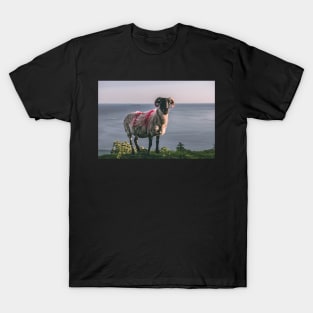 Achill Island Sheep T-Shirt